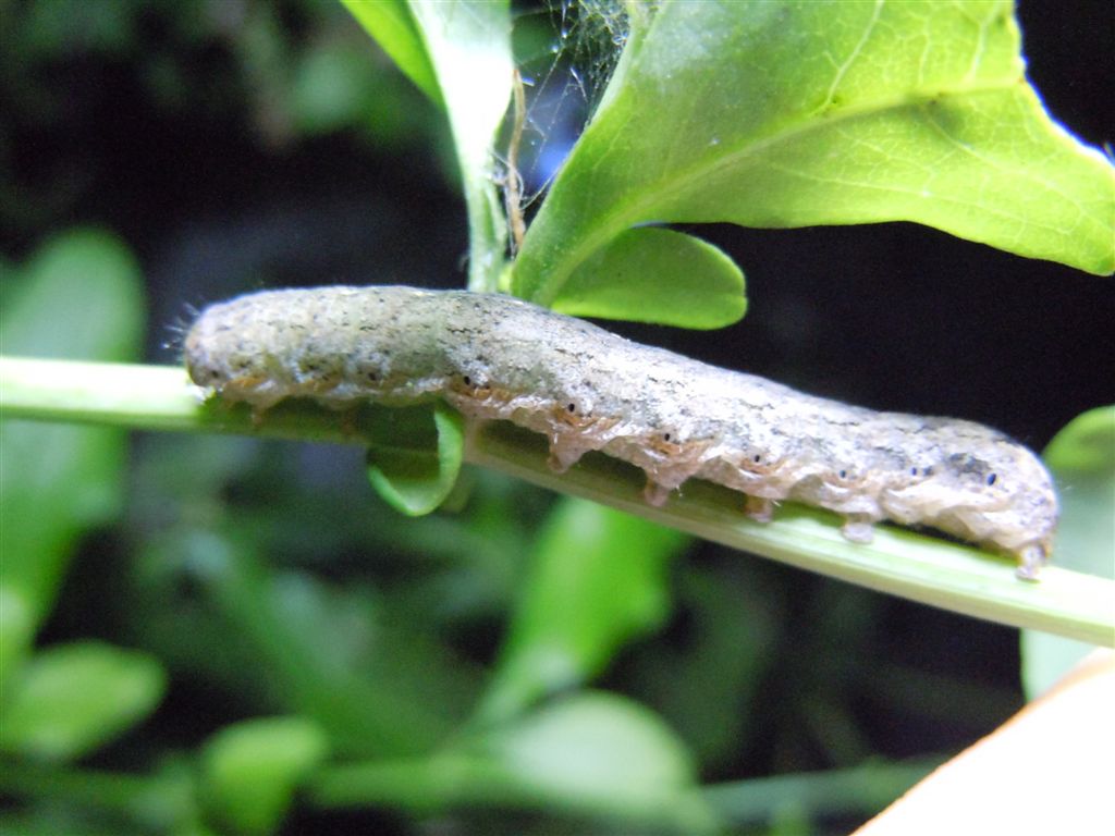 Bruchi su Plumbago